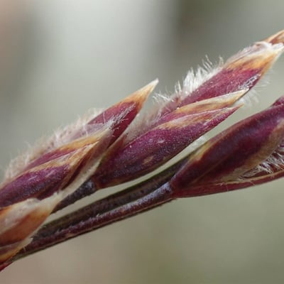 Poa cenisia — flower