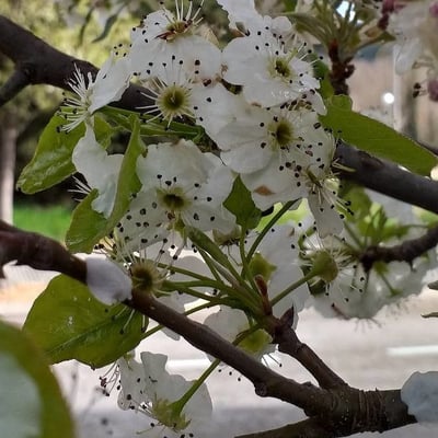 Pyrus calleryana — flower