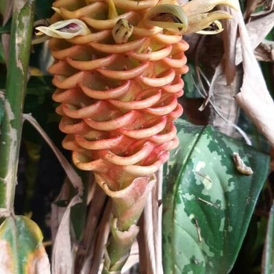 Zingiber zerumbet — flower