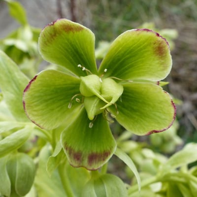 Helleborus foetidus — flower