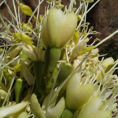 Daniellia oliveri — flower