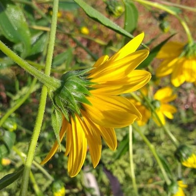Helianthus tuberosus — flower