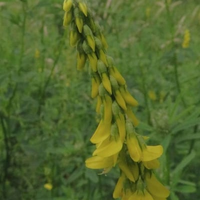 Melilotus altissimus — flower