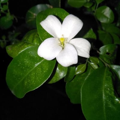 Murraya paniculata — flower