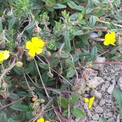 Potentilla tabernaemontani — flower