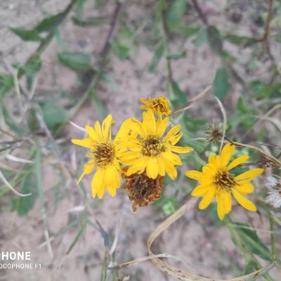 Heterotheca subaxillaris — flower