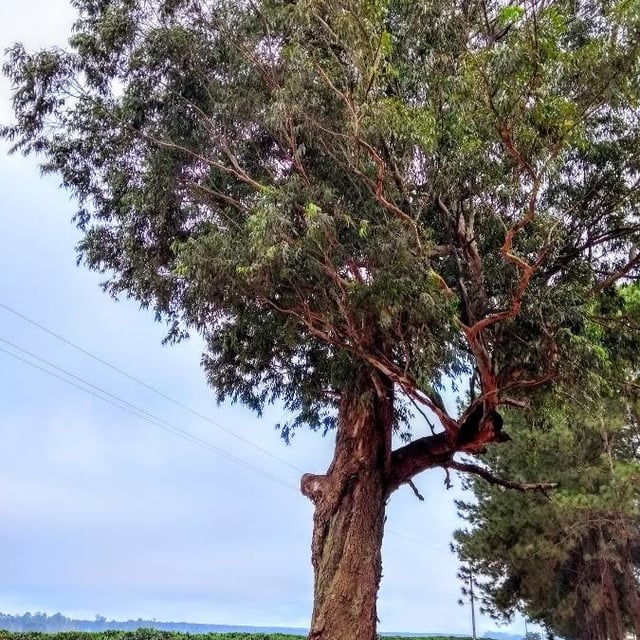 Eucalyptus microcorys — habit