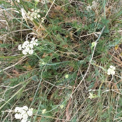 Peucedanum gallicum — flower