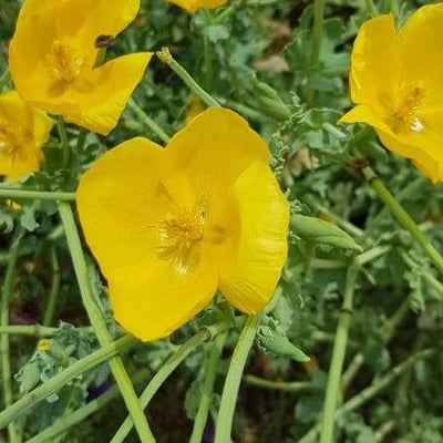 Glaucium flavum — flower