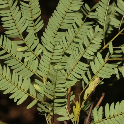 Lysiloma divaricatum — leaf
