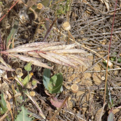 Bromus lanceolatus — flower