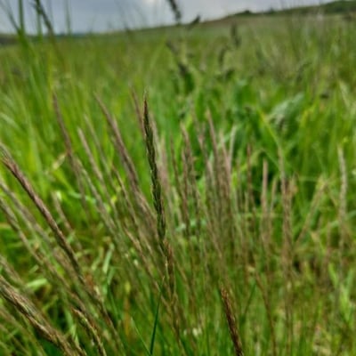 Festuca rupicola — flower