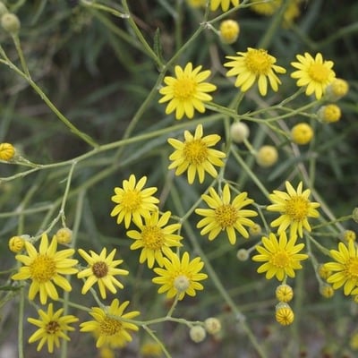Senecio pterophorus — flower