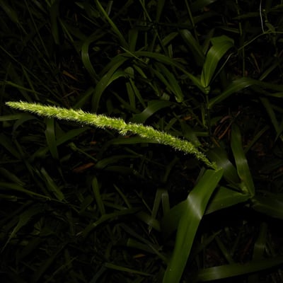 Hymenachne amplexicaulis — leaf