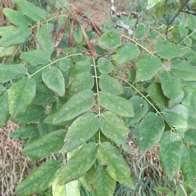 Maackia amurensis — leaf