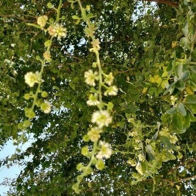 Pithecellobium dulce — flower