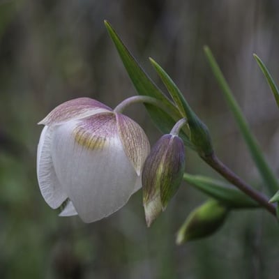 Calochortus albus — flower