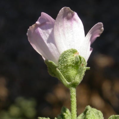 Malva pusilla — flower