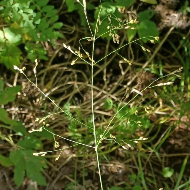 Agrostis scabra — fruit