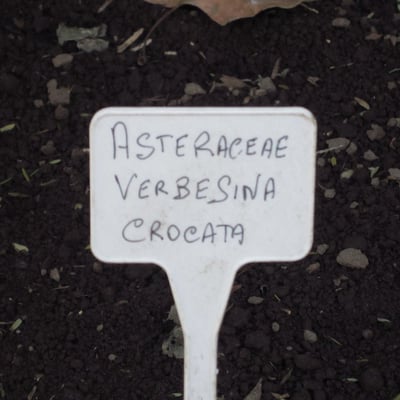 Verbesina crocata — leaf