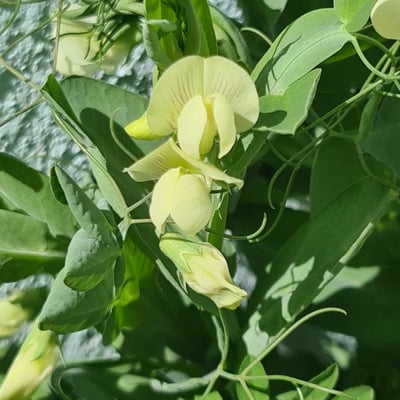 Lathyrus ochrus — flower