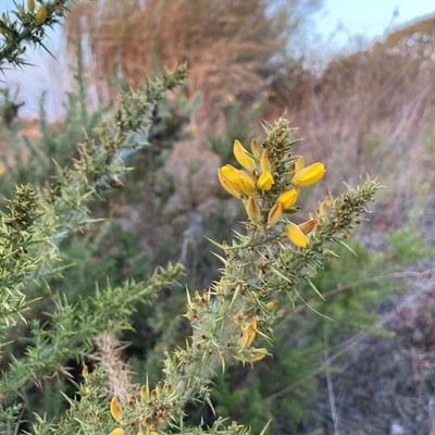 Ulex minor — flower