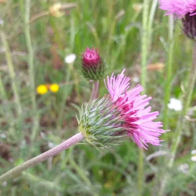 Carduus nigrescens — flower