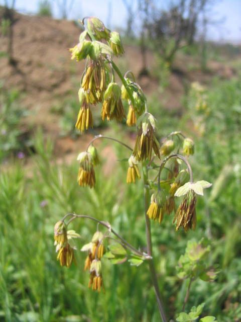 Wright's meadow-rue