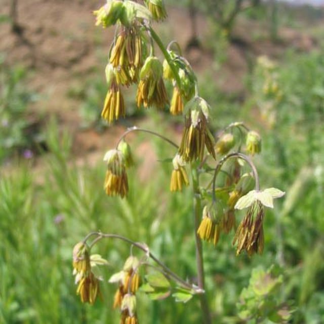 Thalictrum fendleri — flower