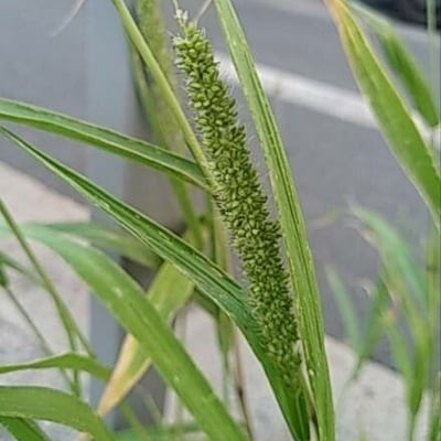 Setaria verticillata — flower