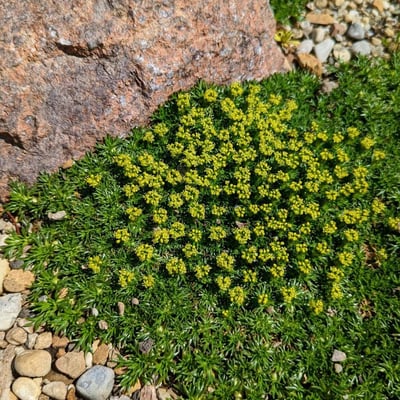 Azorella trifurcata — flower