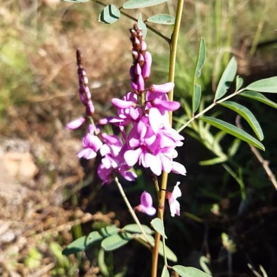 Indigofera australis — flower