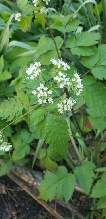 Smooth sweet cicely