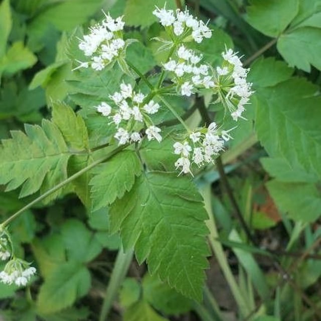 Osmorhiza longistylis — flower