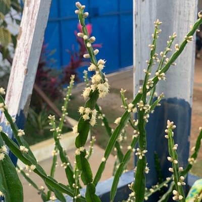 Baccharis trimera — flower