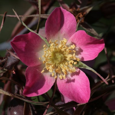 Rosa glauca — flower
