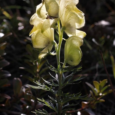 Aconitum anthora — flower