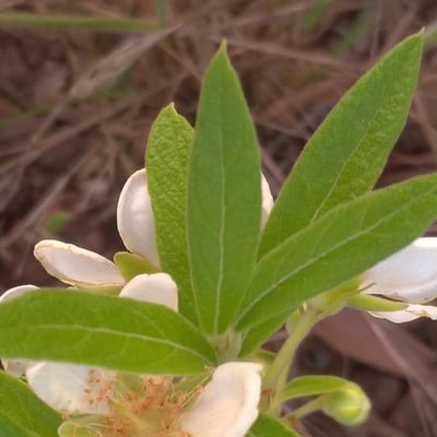 Campomanesia adamantium — leaf