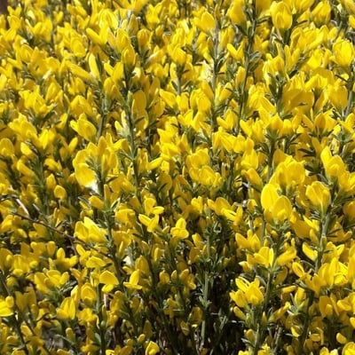 Genista cinerea — flower