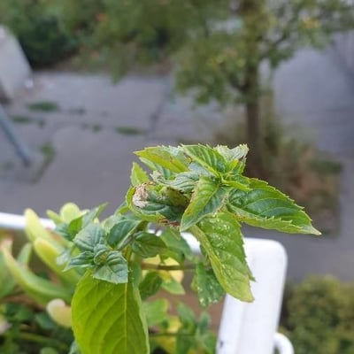Mentha × piperita — flower
