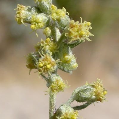 Artemisia douglasiana — flower