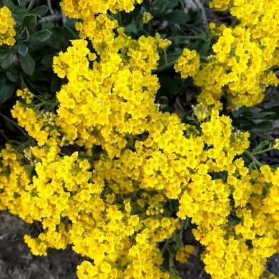 Aurinia saxatilis — flower