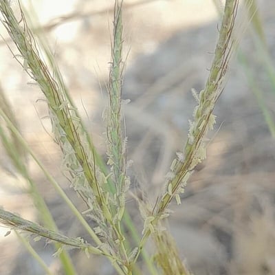 Dichanthium annulatum — flower