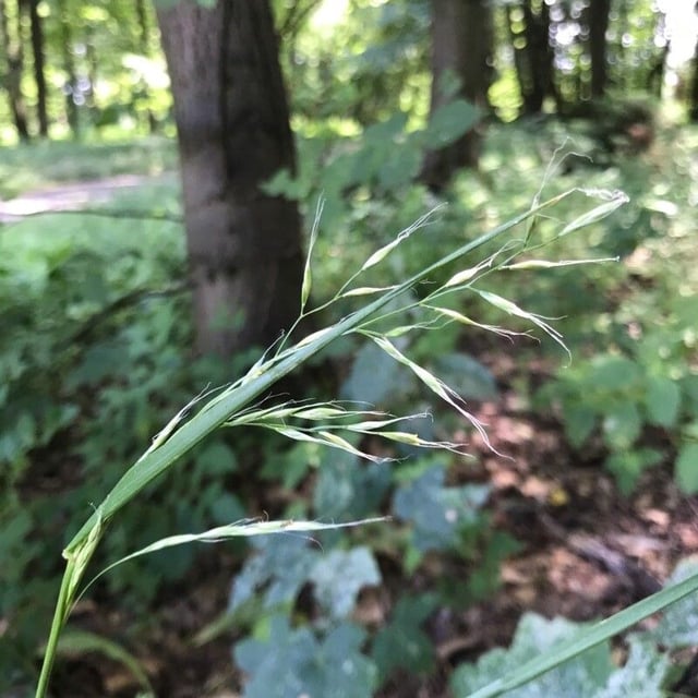 Festuca gigantea — flower