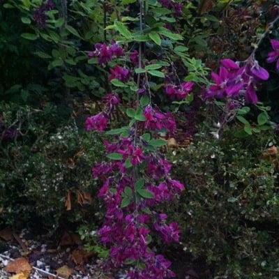 Lespedeza bicolor — flower