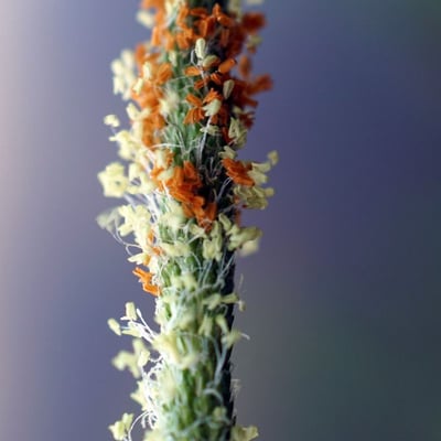 Alopecurus aequalis — flower