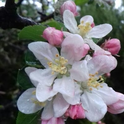 Malus pumila — flower
