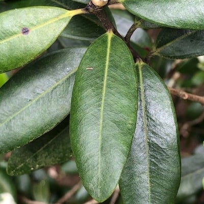 Metrosideros robusta — leaf