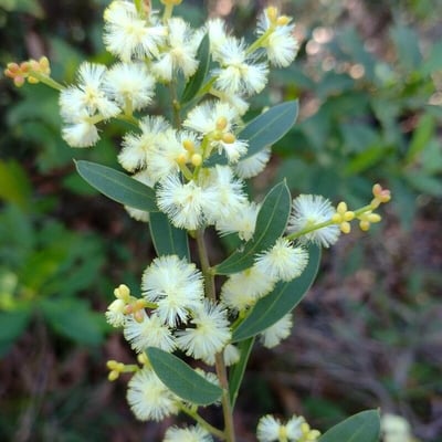 Acacia myrtifolia — flower