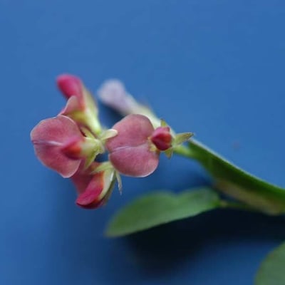 Alysicarpus vaginalis — flower